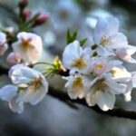 东升国际在新兴市场的投资机会与挑战 355s6