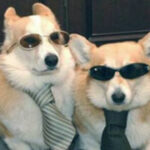 东升国际在行业内的领导地位与影响力 5wtv121