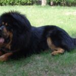 东升国际与国际合作伙伴的关系分析 bc500y