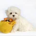 东升国际28的国际合作与战略联盟探讨 ofw358f3